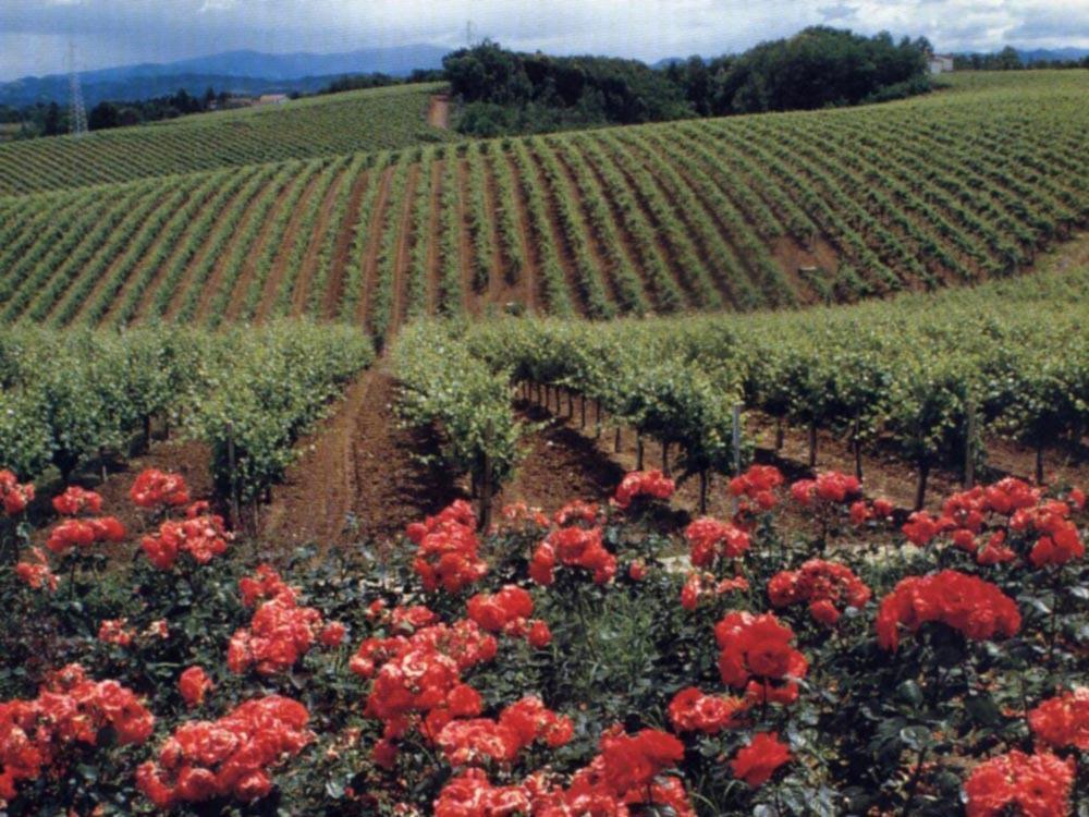 Agriturismo Tenuta La Marchesa 노비리구레 외부 사진